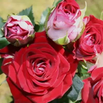 Роза РУБИ СТАР спрей в Слониме