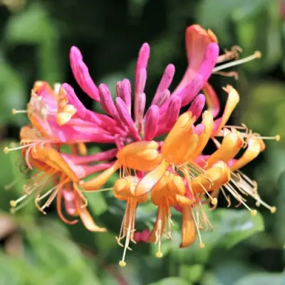 Жимолость ГЕКРОТА в Слониме