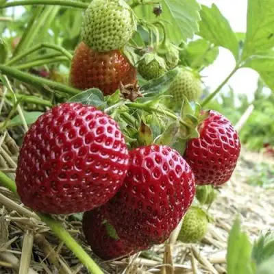 Клубника ЗЕНГА-ЗЕНГАНА в Слониме