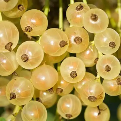 Смородина белая СМОЛЬЯНИНОВСКАЯ в Слониме