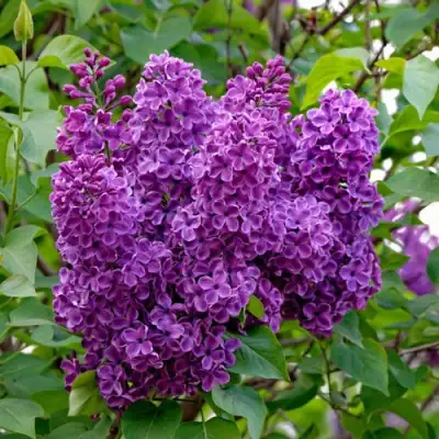 Сирень СУМЕРКИ в Слониме