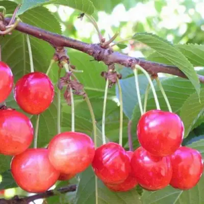 Черешня НАСЛАЖДЕНИЕ в Слониме