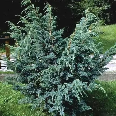 Можжевельник БЛЮ АЛЬПС китайский  в Слониме