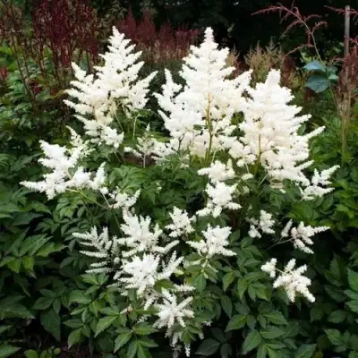 Астильба ДОЙЧЛАНД японская в Слониме