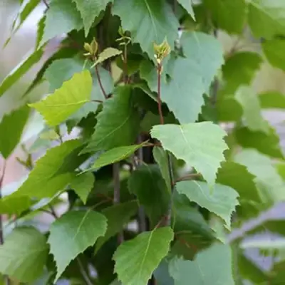 Береза ФАСТИГИАТА повислая  в Слониме