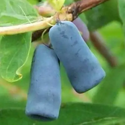 саженцы жимолости зинри