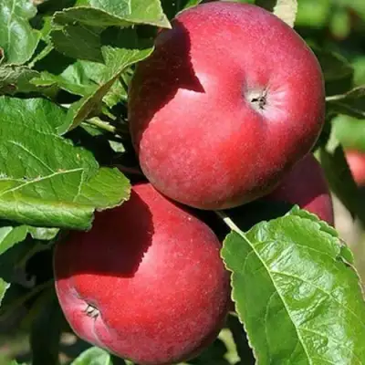 Яблоня СОЗВЕЗДИЕ колонновидная в Слониме