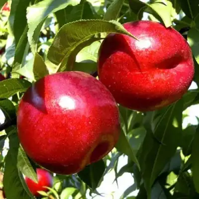 Нектарин ХАРКО в Слониме