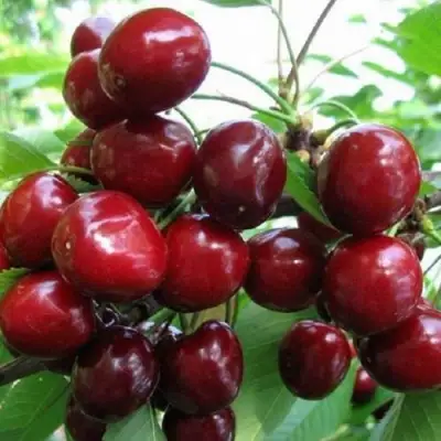 Черешня ГРОНКАВАЯ в Слониме