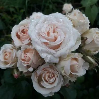 Роза ЯНА спрей в Слониме