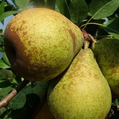 Груша ГЕНЕРАЛ ЛЕКЛЕРК в Слониме