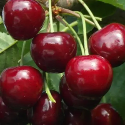 Черешня ГРОНКАВАЯ в Слониме