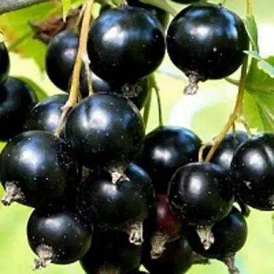 Смородина чёрная СОКРОВИЩЕ в Слониме