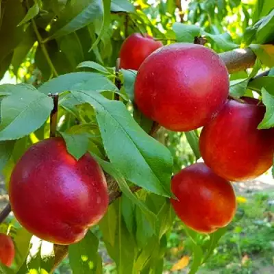 Нектарин НЕКТАРЕД-4 в Слониме