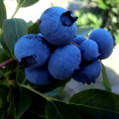 Голубика ДЖЕРСИ в Слониме