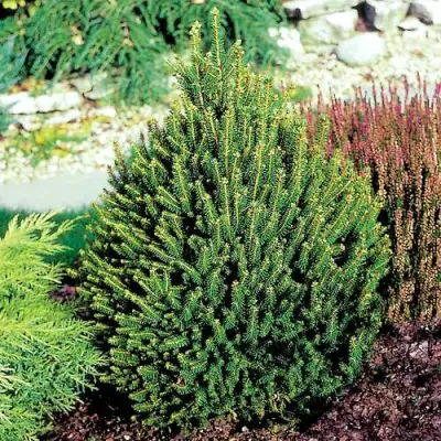 Ель КОМПАКТА обыкновенная в Слониме