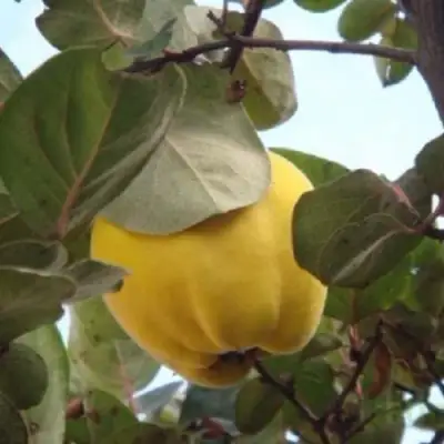 Айва АКАДЕМИЧЕСКАЯ в Слониме