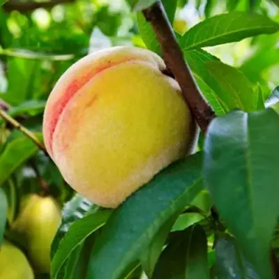 Персик ДОНЕЦКИЙ ЖЕЛТЫЙ в Слониме