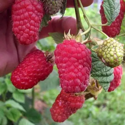 Малина МАРОСЕЙКА в Слониме