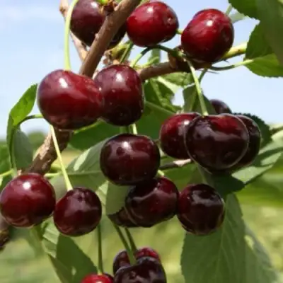 Вишня ГРИОТ БЕЛОРУССКИЙ в Слониме