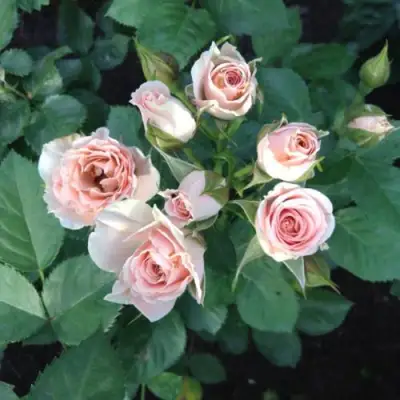 Роза ЯНА спрей в Слониме