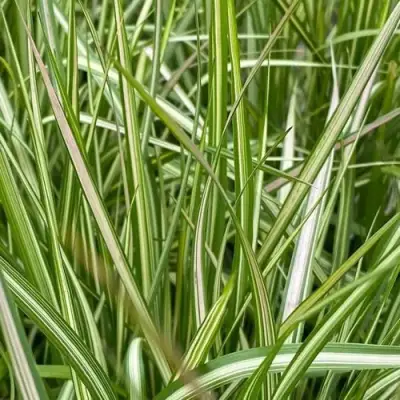 Вейник АВАЛАНШ остроцветковый в Слониме