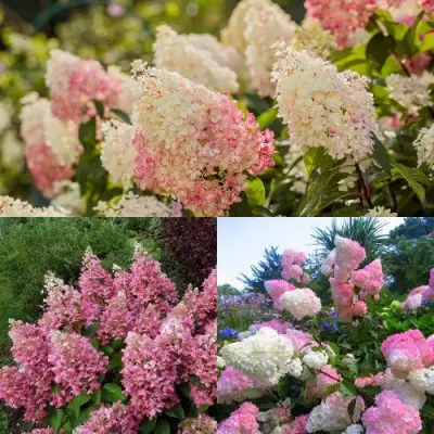 Комплект ЯГОДНОЕ МОРОЖЕНОЕ в Слониме