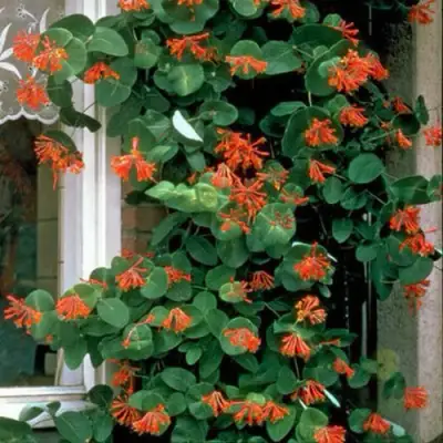 Жимолость ДРОМПОР СКАРЛЕТТ брауна в Слониме