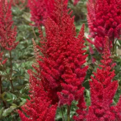 Астильба СКАЙСКРЕЙПЕР китайская в Слониме