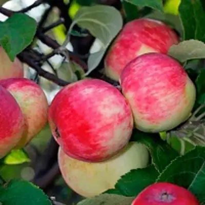 Яблоня СЕРЕБРЯНОЕ КОПЫТЦЕ в Слониме