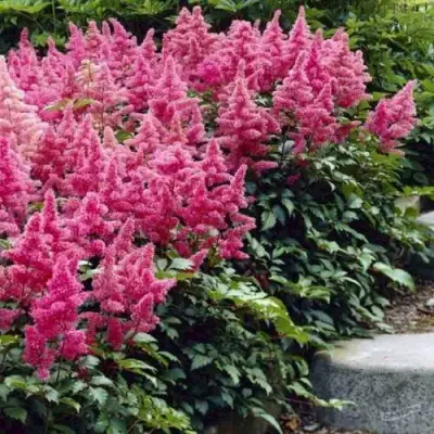 Астильба БОНН японская в Слониме