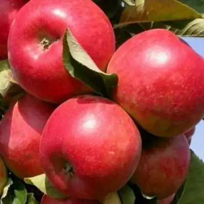 Яблоня ДЖИН колонновидная в Слониме