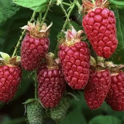 Малина РУБИНОВОЕ ОЖЕРЕЛЬЕ в Слониме