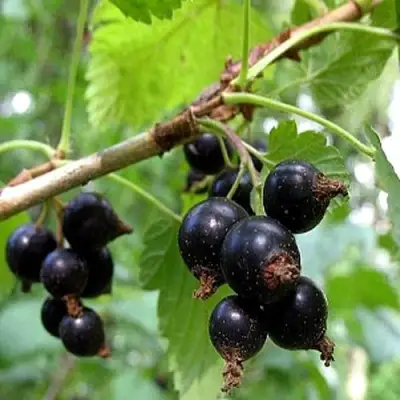 Смородина чёрная БИНАР в Слониме