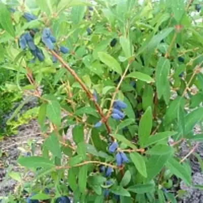 Жимолость съедобная АМФОРА в Слониме