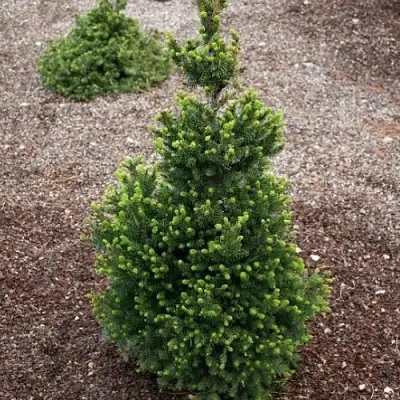 Ель ВИЛС ЦВЕРГ обыкновенная в Слониме