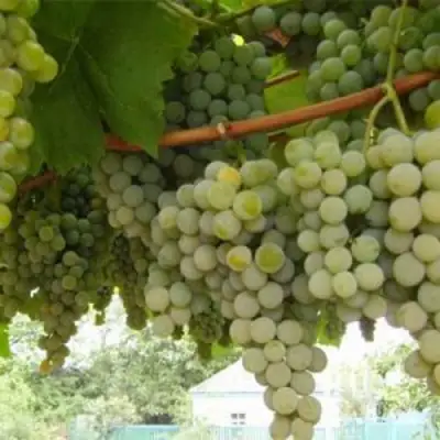 Виноград АНАНАСНЫЙ РАННИЙ в Слониме