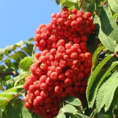 Рябина НЕВЕЖИНСКАЯ сладкоплодная в Слониме