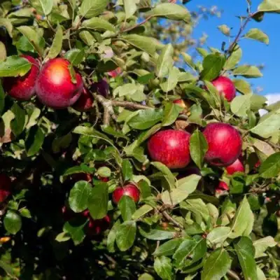 Яблоня СЯБРЫНА в Слониме