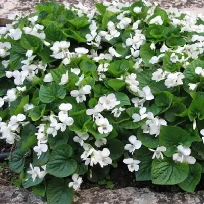 Фиалка АЛЬБИФЛОРА сестринская в Слониме