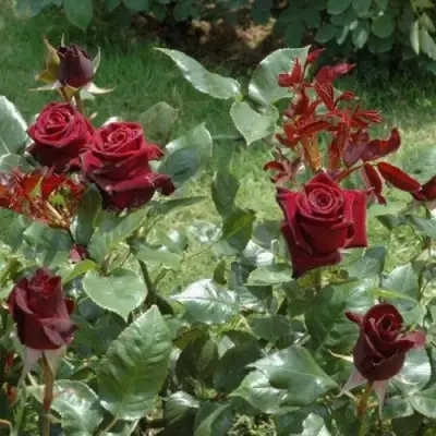 Роза БЛЭК БАККАРА чайно-гибридная в Слониме