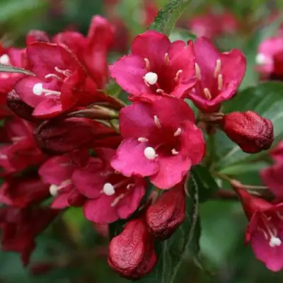 Вейгела ЕВА РАТКЕ в Слониме