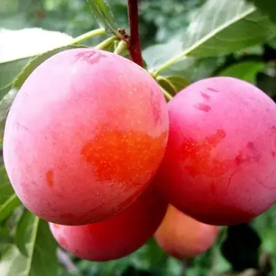 Слива КОМЕТА в Слониме