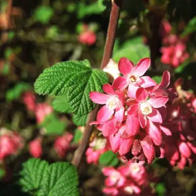 Смородина кроваво-красная ПУЛБОРО СКАРЛЕТ  в Слониме