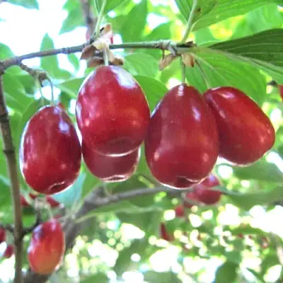 Кизил ЛУКЬЯНОВСКИЙ в Слониме