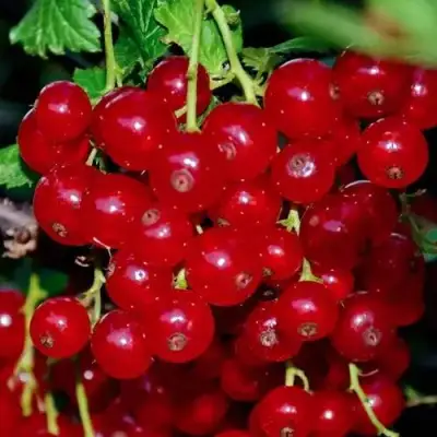 Смородина красная СЕРПАНТИН в Слониме