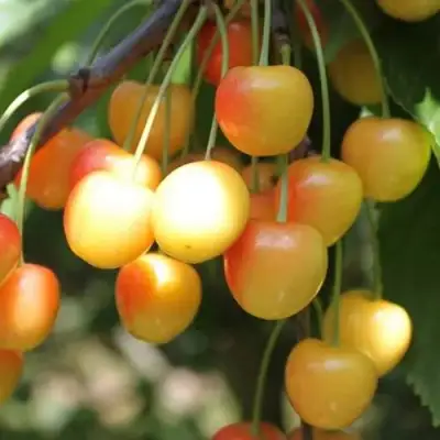 Черешня ЯНТАРНАЯ в Слониме