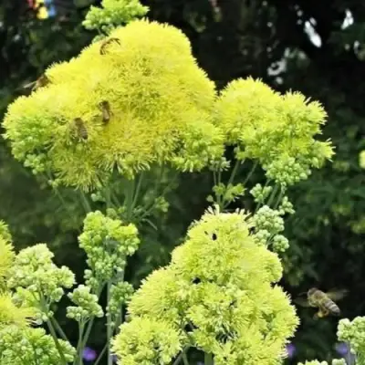 Василистник ГЛАУКУМ желтый в Слониме