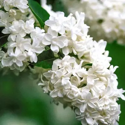 Сирень МАДАМ ЛЕМУАН в Слониме