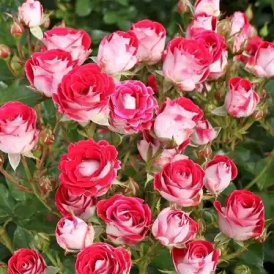 Роза ШОНЕ КОБЛЕНЦЕРИН флорибунда в Слониме